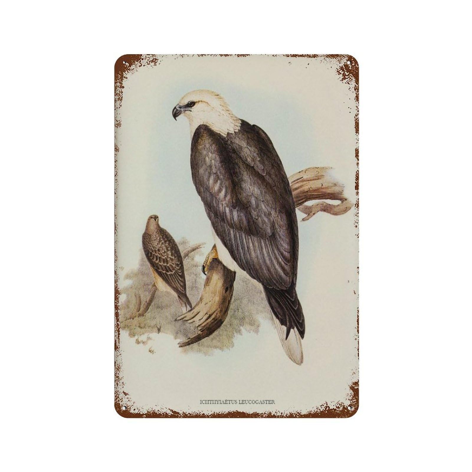 xiaoxiaoshen Vintage Eagle Watercolor Neutral Bird Wall Decor Art Metal Tin Poster Modern Home Decor Art Home Bar Shop Decorations Vintage Sign 30x20cm