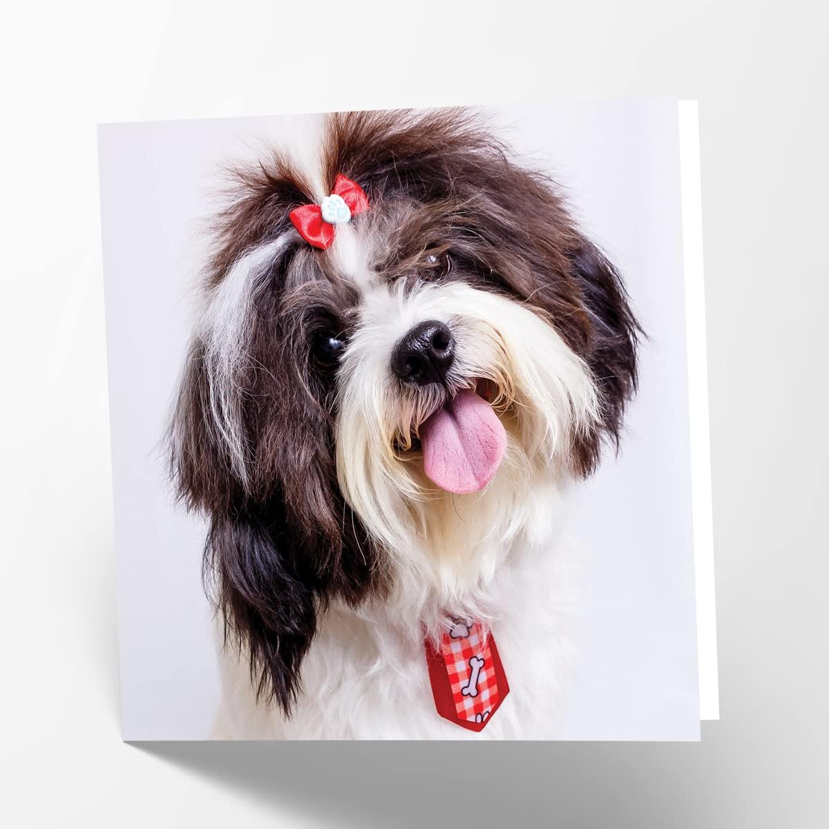 Tarjeta De Felicitación En Blanco: 'Perros No Permitidos En El Sofá' – Perrito Pequeño Interior – The Little Dog Laughed