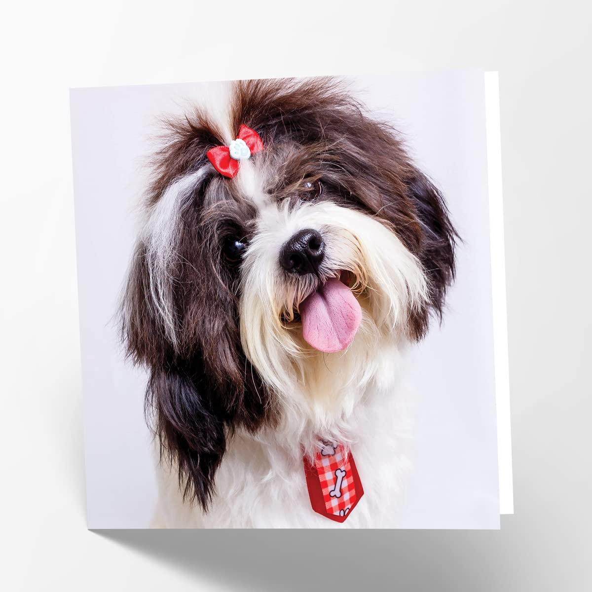 Maturi Shih Tzu Dog Photographic Blank Birthday Greetings Card, 15.5 x 15.5 cm