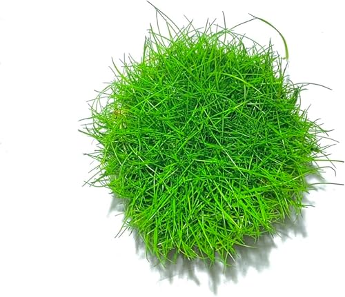 Miniatura 2 de Marcus Fish Tanks - Hierba enana Planta de acuario vivo Cultivo de tejidos Plantas acuáticas de agua dulce