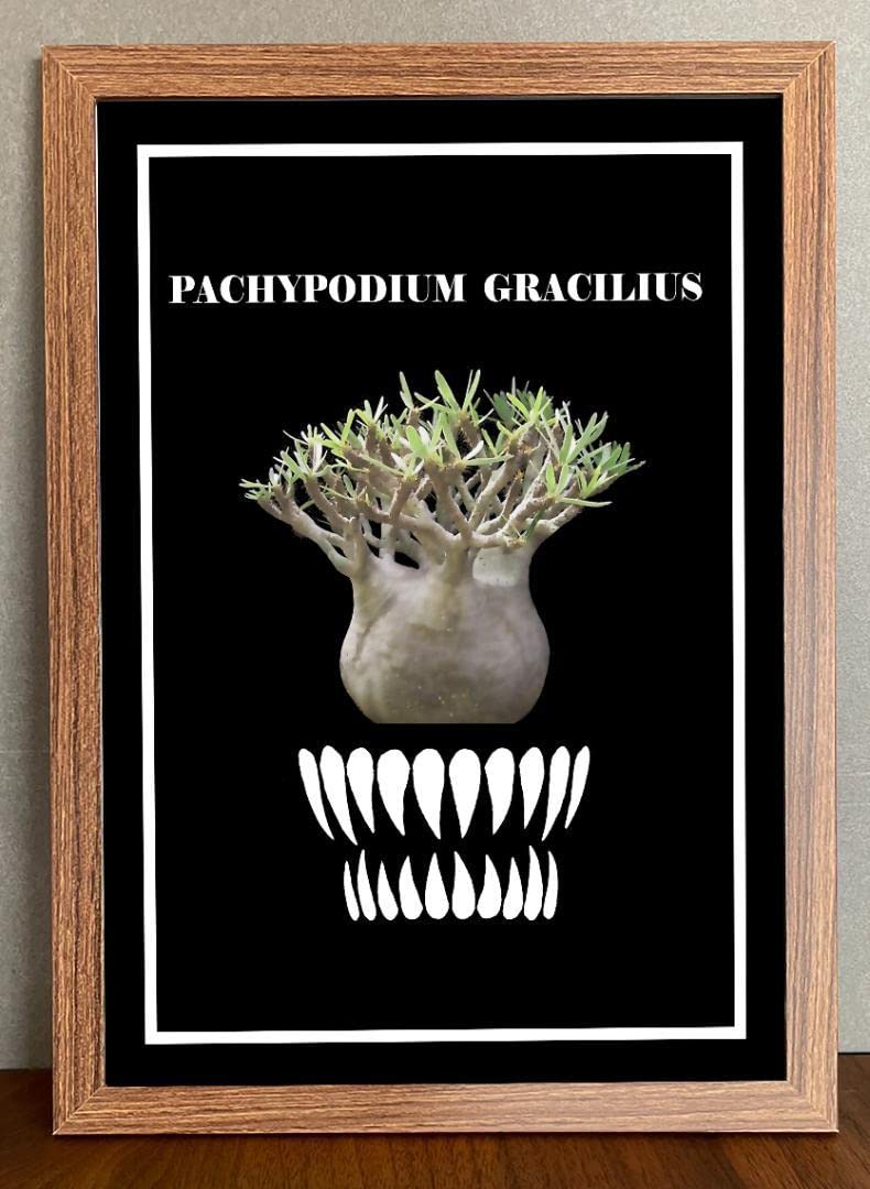 非売 Pachypodium Flower ポスター 光沢紙 額装付 グラキリス パキポディウム・グラキリス