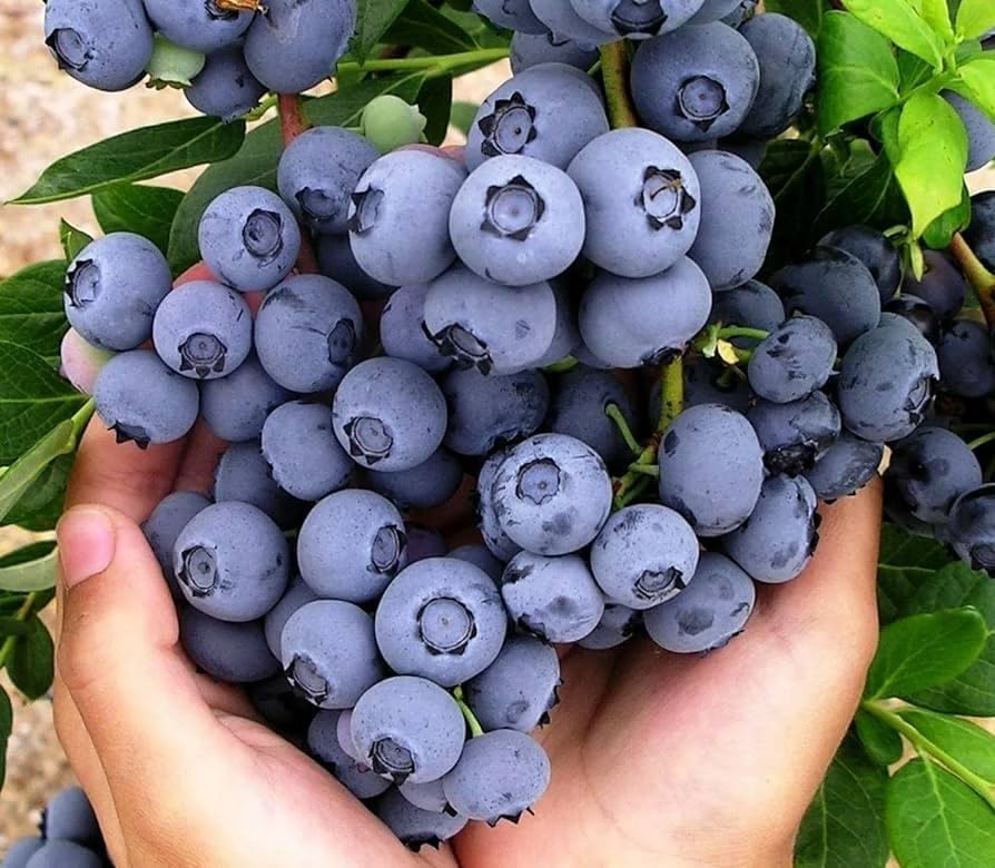 Variegated Blueberry Fruit Plant – High-Yield Live Plant in Pot –...