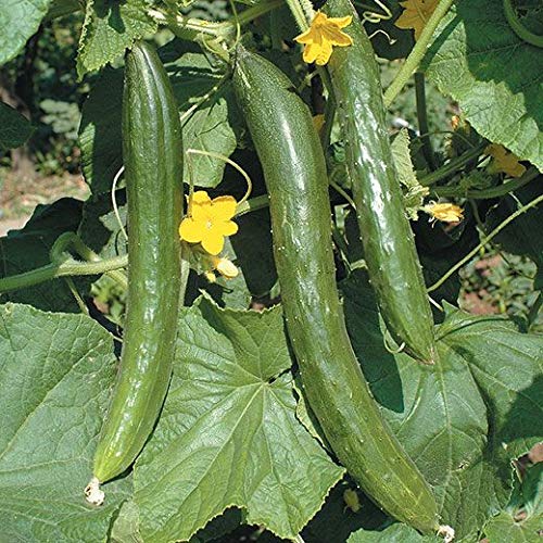 Seedsup - 10+ Indoor Cucumber Zozula F1 Self-Pollinating - Vegetable Green #TOP3