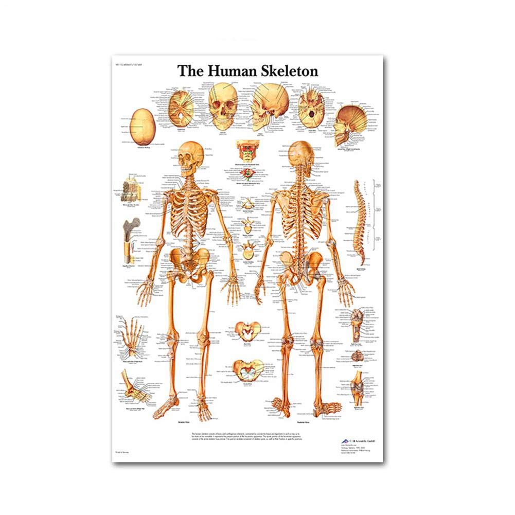 Lancei Muscular & Skeletal System Anatomical Poster Set, Human Anatomy Poster Human Skeleton & Muscle Anatomy Skeletal Muscle System Teaching Medical Decorative Posters