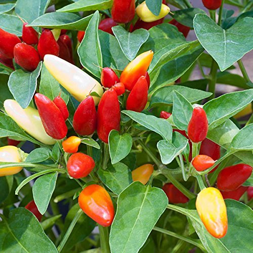 OhhSome Ornamental Plants Seeds Rare Chili Pepper Seeds" Ornamental Chilli" Chilli Vegetable Seeds Plant Seeds For Home 20 Seeds Kitchen Garden Seeds Pack - Eco" (B07XM5X6D1) Amazon Price History, Amazon Price Tracker