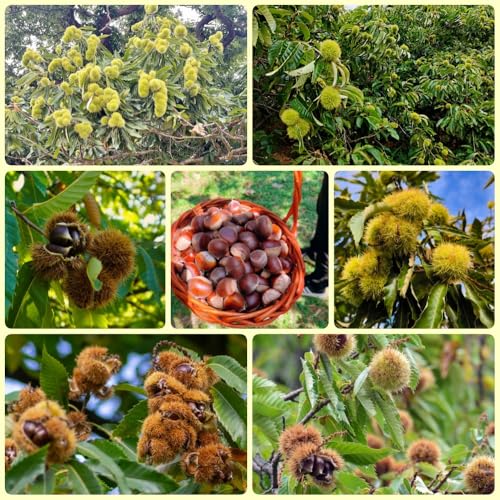 Semillas de castaño - de hoja Semillas de castaño, semillas de interior exóticas de balcón resistentes 30pcs