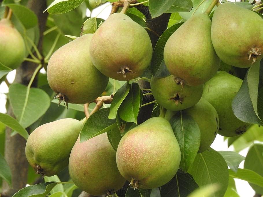 Matri Bhumi Pear Fruit Naspati Live Plant Outdoor Plant "Original European Variety" (FRUIT AFTER 1 YEAR) Pack of 1. (B0CB8WYJBK) Amazon Price History, Amazon Price Tracker