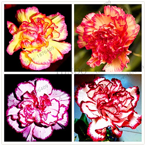 Graines d'oeillet Bonsaï Dianthus caryophyllus Fleurs Graines pour plantes de jardin DIY à la maison Paquet de 500 graines