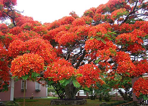 SHOP 360 GARDEN Delonix regia, Gulmohar, Flamboyant, Flame of the forest, Royal Poinciana Flowering Tree Seeds - Pack of 10 Seeds (B07X6NWNDJ) Amazon Price History, Amazon Price Tracker