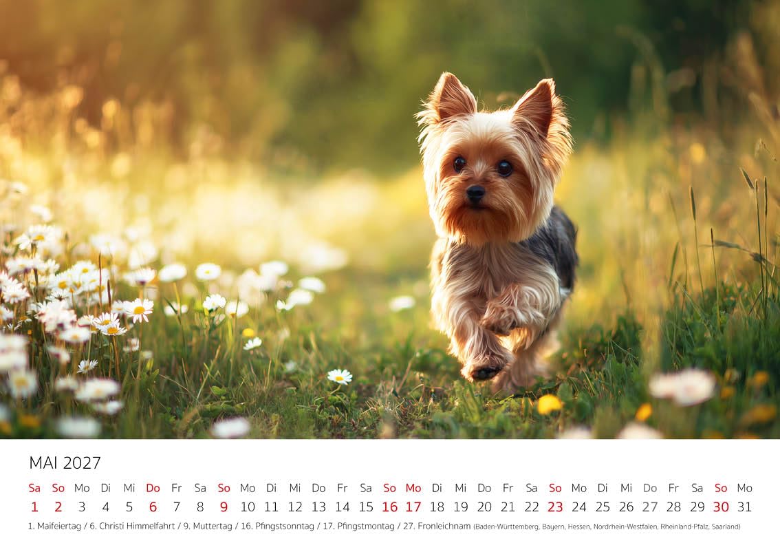 Edition Seidel Kalendarz premium dla małych towarzyszy Yorkshire Terrier 2027 format DIN A4, kalendarz ścienny niemiecki pies szczeniak mężczyzna kobieta