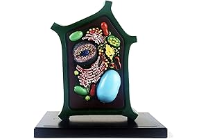 VERIMP Plant Cell Model Plant Anatomy Model Cell Model