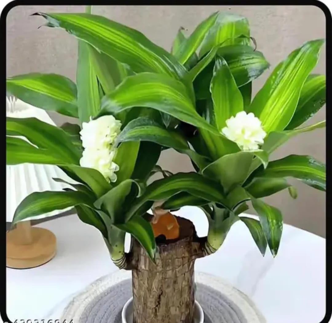 Lucky Bamboo Plant (B0DGTYCXCG) Amazon Price History, Amazon Price Tracker