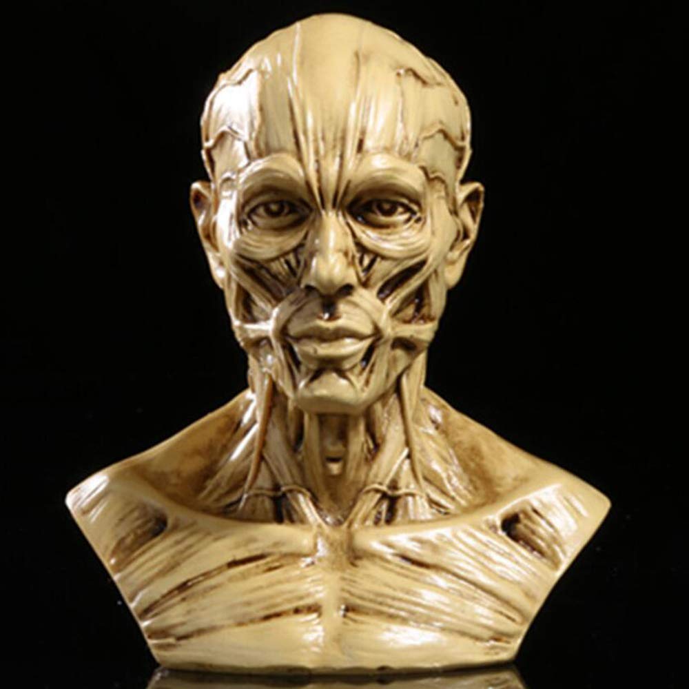 Modello Umano Anatomia Scientifica Cranio Testa Muscolo Osso Arte Medica Modello di Disegno Medico per La Scuola
