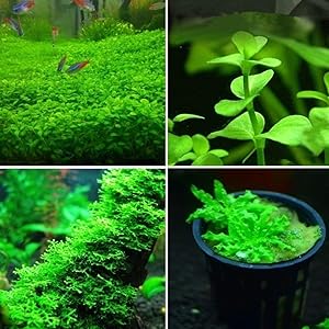 Piante acquatiche thumbnail classifica