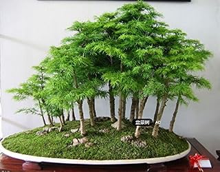 20 Juniper Bonsai semi -Flowers in Pots Bonsai Office Purify The Air Absorb The Harmful Gases: Only Seeds