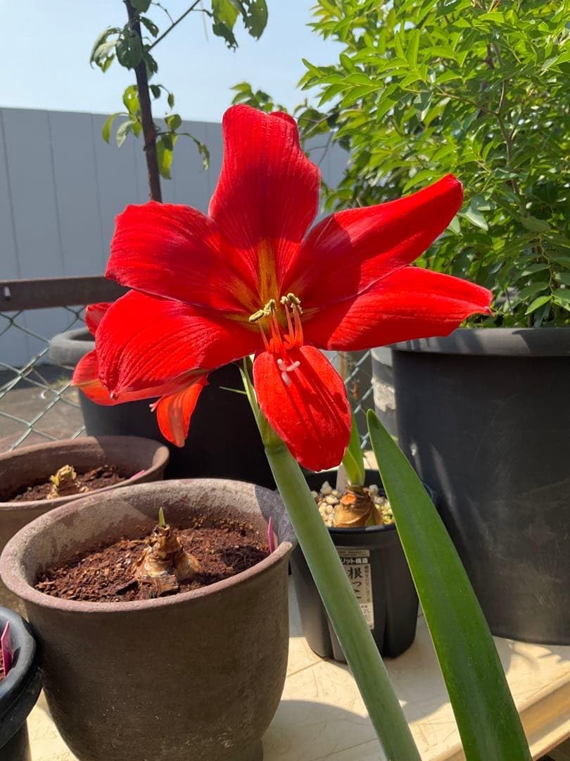 AIで作った フリル アマリリス 黒 球根 AIで作った フリル アマリリス