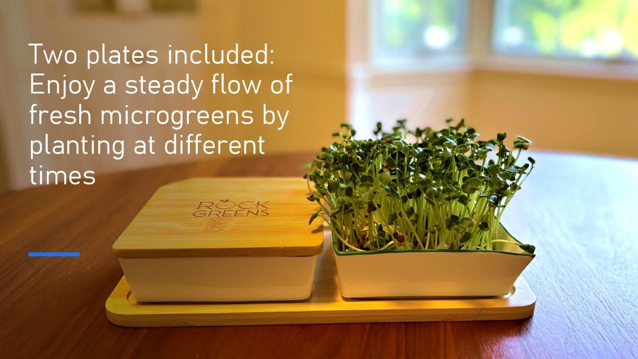 Zestaw do uprawy Microgreens. Łatwy w użyciu, samonawadniający. Zawiera dwie specjalnie zaprojektowane tace ceramiczne oznaczone kolorami z pasującymi pokrywkami, aby stworzyć optymalne przytulne