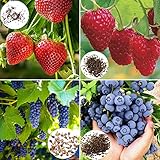 Somerway 600 Piezas de Semillas de Frutas sin OGM, Semillas de Fresas/frambuesas/Uvas/arándanos ricas en vitaminas, Semillas de Cultivos de jardín perennes fáciles de sembrar y Semillas de Frutas Sem