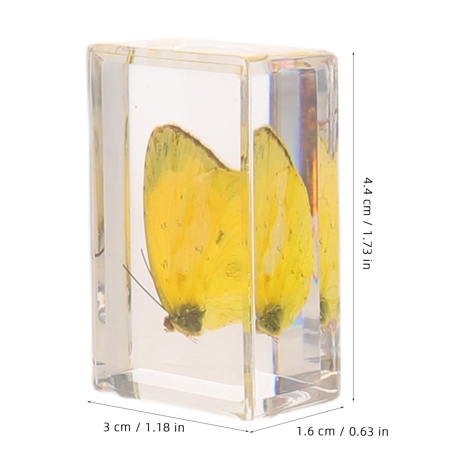 YARNOW 20 Pezzi Specimen Entomologico in Resina Trasparente per | Valore Espositivo, Lettura Visiva Chiara, Supporto Didattico Versatile, per Aula di Biologia e Collezione