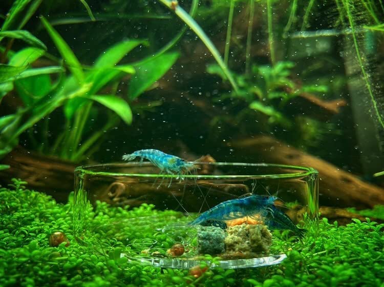 Gnrique Shrimp Bowl Feeder - 60 min Gioiashrimp Glass Feeding Cup for Aquarium Shrimp - Easy to Clean, Recyclable Glass, Glossy Finish, Healthy Material - Image 3