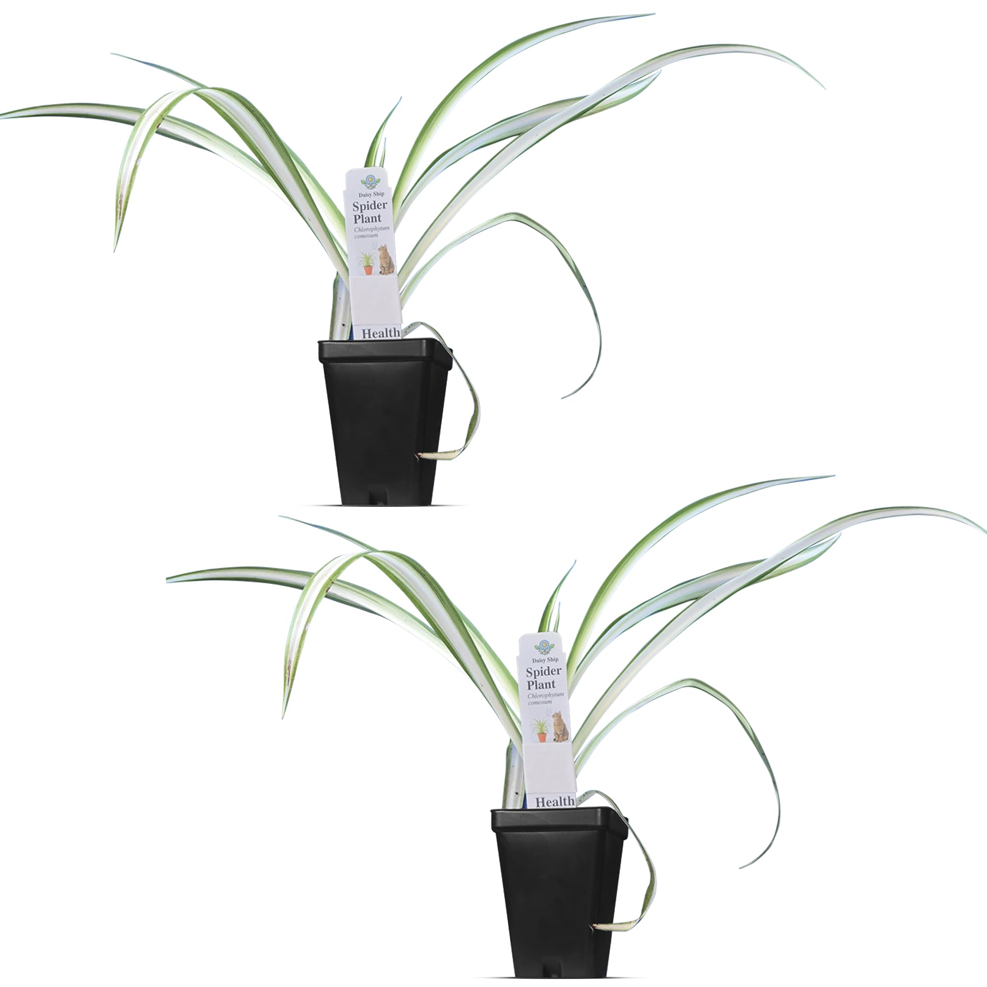 Healthy Spider Plant