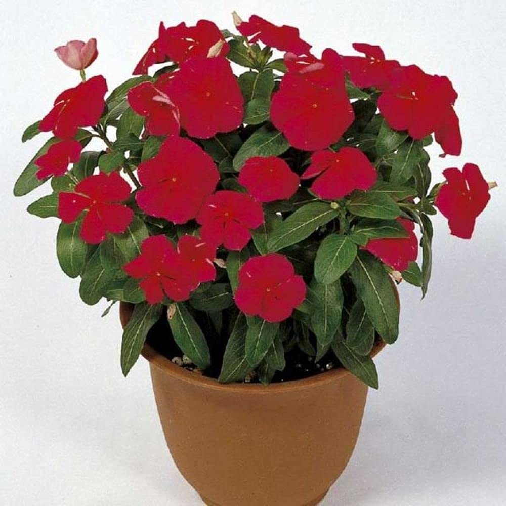 Vinca Red 10 Seeds Packet F1 Hybrid Seeds (B09BV5HPB3) Amazon Price History, Amazon Price Tracker