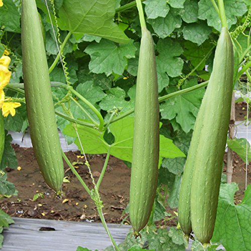 Arlo Vegetable seeds Sponge Gourd/Goshali/Ghiya Tori, Kitchen Gardening
