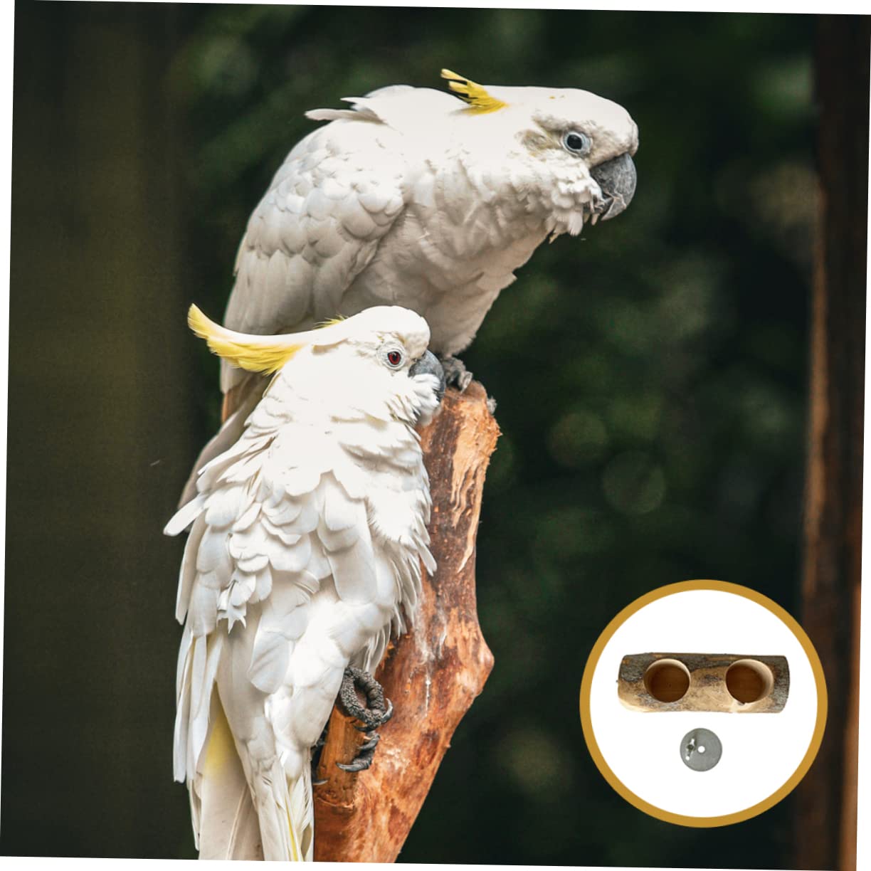 HAPINARY Creative Parrot Bird Feeder Perch Easy Install Feed Holder for Cage Lightweight and Washable Food Container for Nuts and Fruits for Daily Bird Feeding