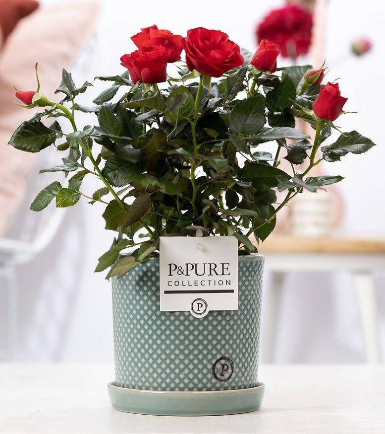 Rosa czerwona - Róże doniczkowe czerwone - w doniczce P&Pure Lauren - 25-35cm - Ø12cm
