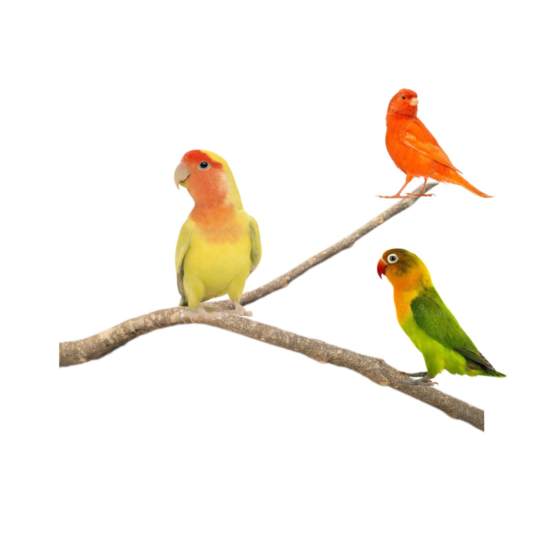 Perchas para loros agaporni, ninfas, jilguero, periquito, posaderos grandes de pajarera de aves, juguete accesorio ideal para el descanso, comedero y zona de juegos de pájaros, CALIDAD PREMIUM. (B)