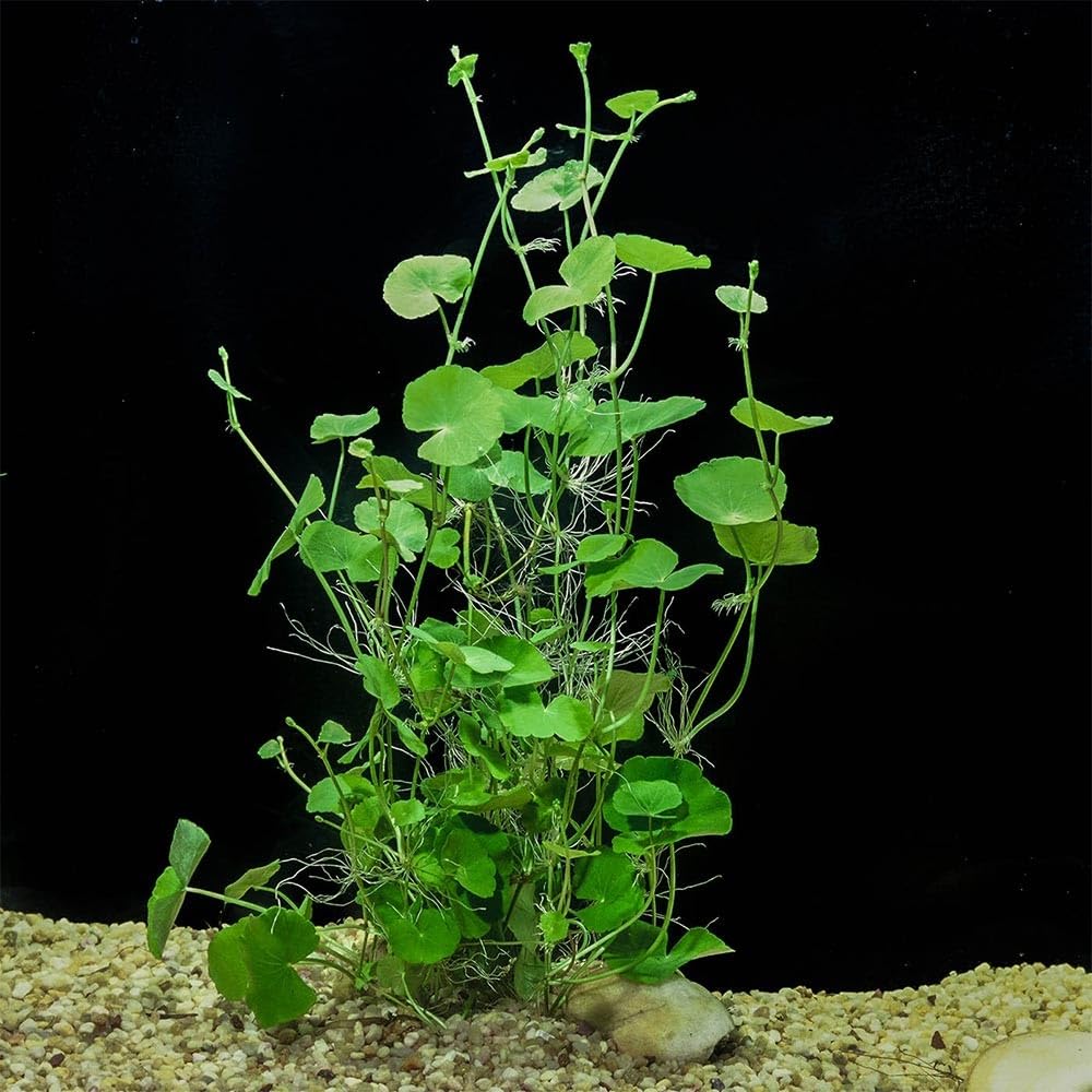 Hydrocotyle leucocephala Pianta Viva per Acquario Crescita Rapida