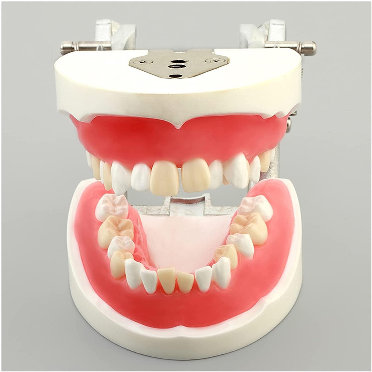Model nauczania dentystycznego, model demonstracyjny wyjmowanych zębów do treningu dorosłych, standardowe materiały do nauki praktyki dentystycznej do użytku edukacyjnego