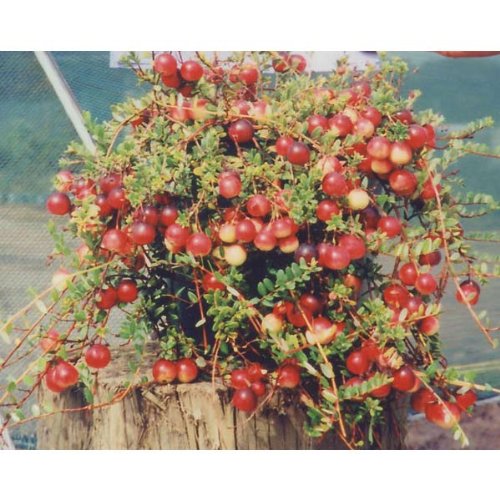 クランベリー：バーグマン4号ポット[実つきのよい大実品種][苗木]のサムネイル