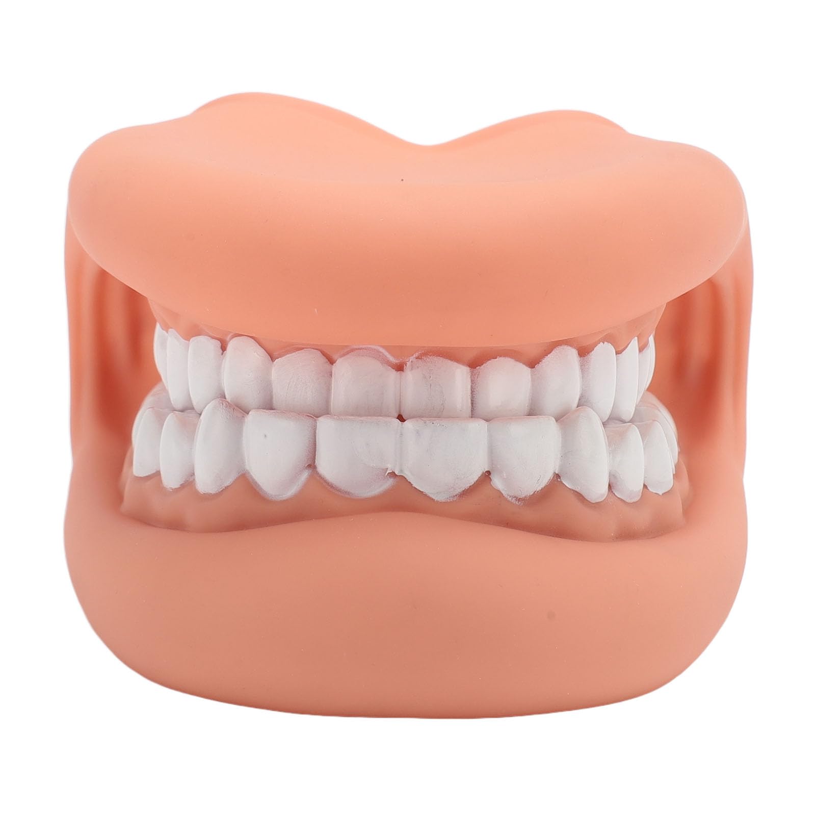 Marioneta de Boca de 28 Dientes con Lengua, Modelo de Demostración para Enseñanza de Niños, Silicona Bjorem