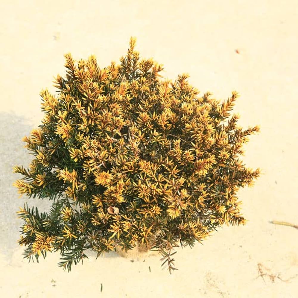 61DIDqPyGhL._UF1000,1000_QL80_.jpg
