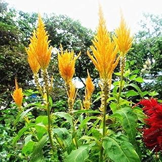 . Mixed Colors Cockscomb Flower Bonsai Gallo Crest Bonsai Ornamental Garden Plant Rare Flowers Bonsai Bonsai Flower Species 100 pcs: 9: Only Seeds