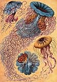 Artifact Puzzles - Haeckel Jellyfish Wooden Jigsaw Puzzle