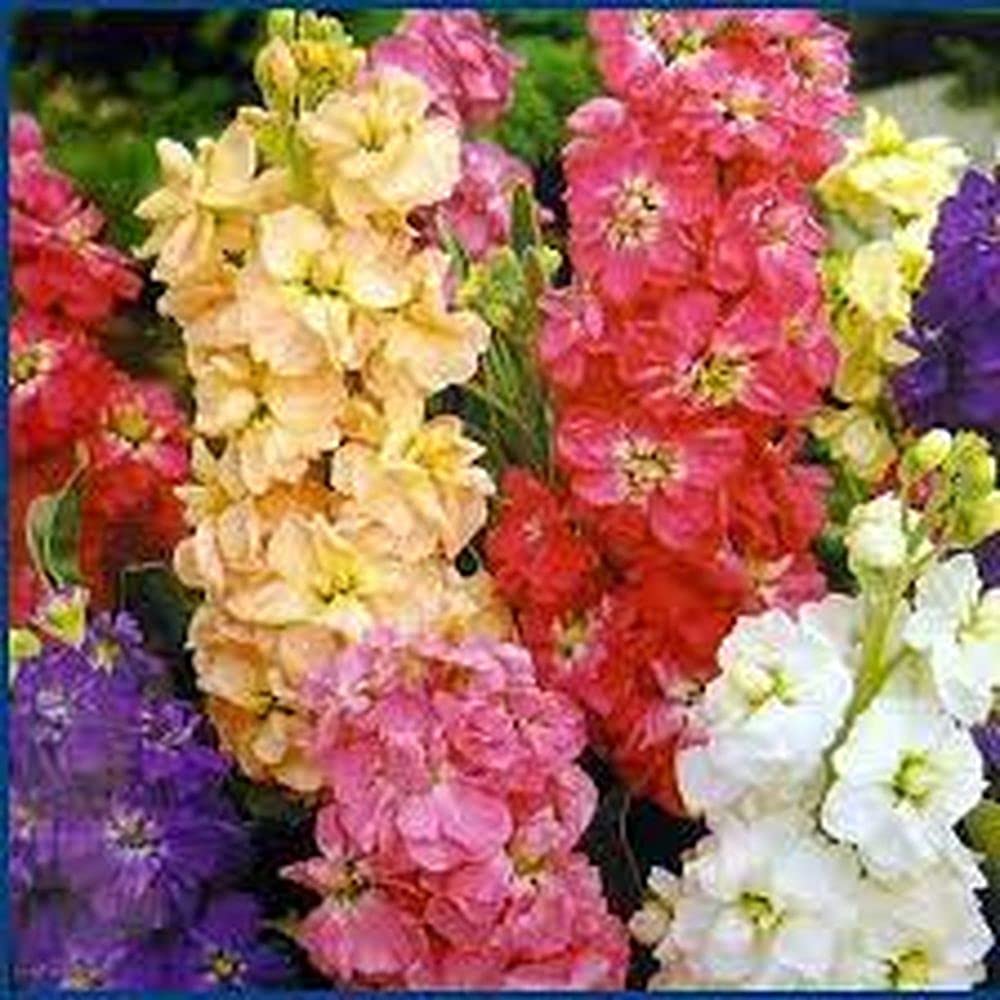 LIVE GREEN Flower Seeds | Stock Mix Color Flower Seeds For Home Gardening (20 seeds Pack) (B09BV3R2CX) Amazon Price History, Amazon Price Tracker