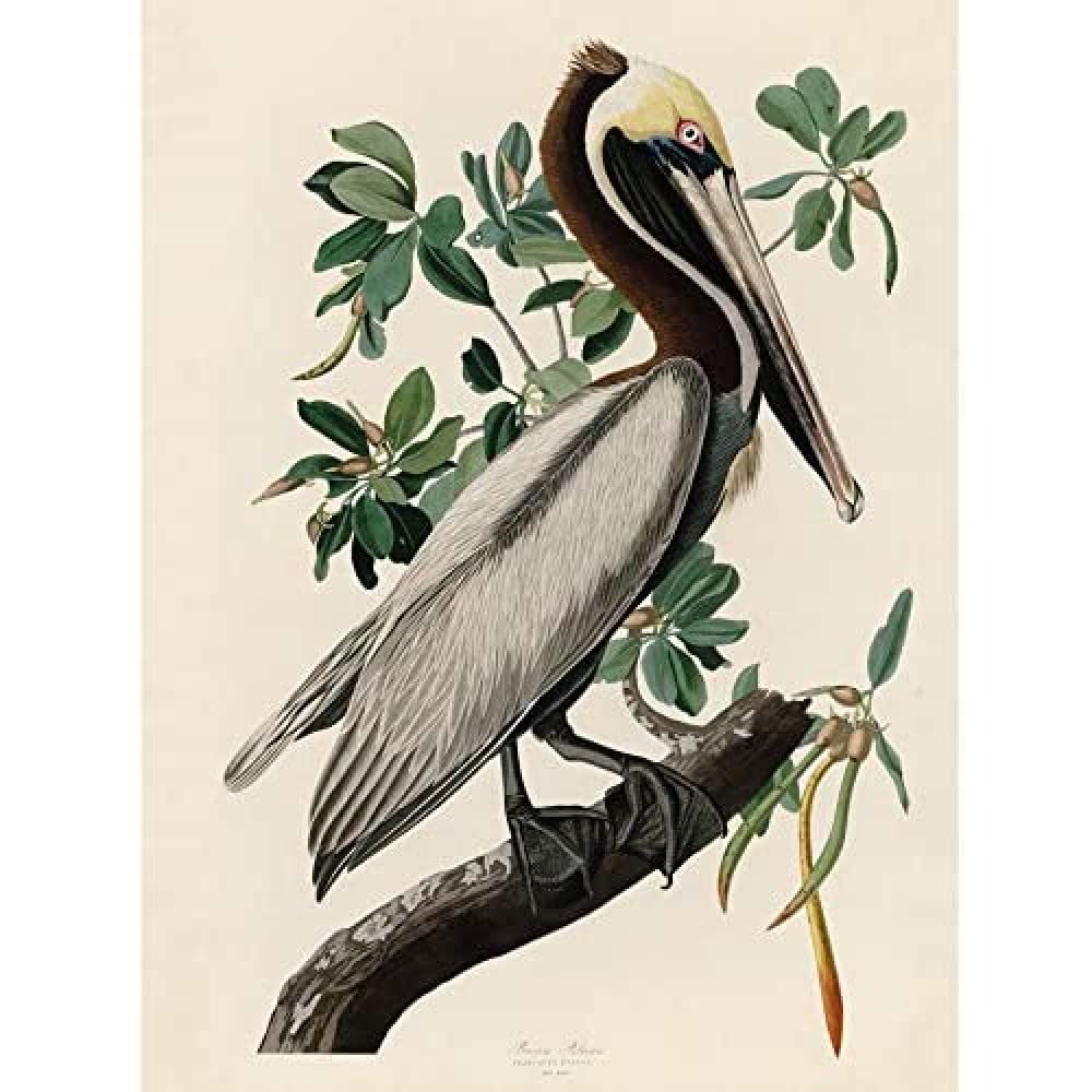 Artery8 Audubon Birds America Brown Pelican Unframed Wall Art Print Poster Home Decor Premium