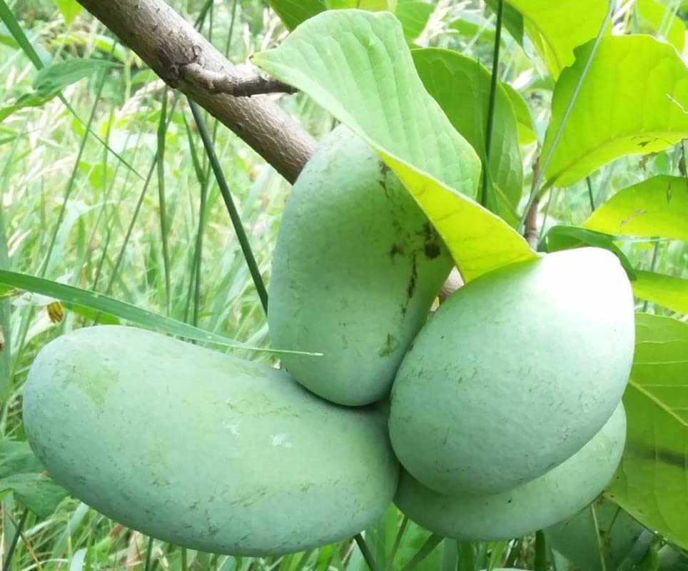 Paw Paw Tree, Pawpaw Tree,6"-12", Bareroot to Ca (Late Oct-Mar)