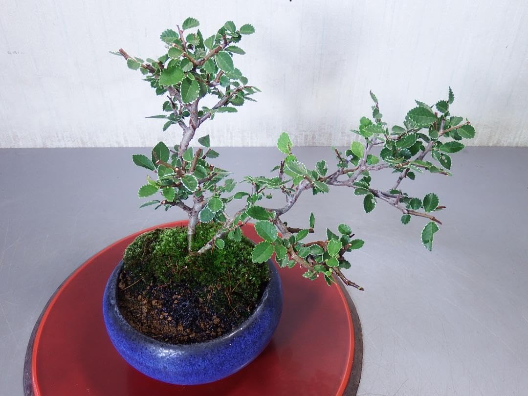 盆栽 黄金ケヤキ（6－3） 金芽八房欅盆栽（黄金葉）No.2217 - BONSAI