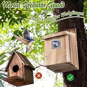 Dreyoo 2 Pack Cedar Bluebird Box Houses for Outside, 1-1/2” Entrance Hole Wooden Bird Houses with Metal Predator Guard, Secure Latch, Fledgling Grooves, Air Vents for Bluebird Wren Swallow Finch Dreyoo 2 Pack Cedar Bluebird Box Houses for Outside 1 12 Entrance Hole Wooden Bird Houses with Metal Predator Guard Secure Latch Fledgling Grooves Air Vents for Bluebird Wren Swallow Finch