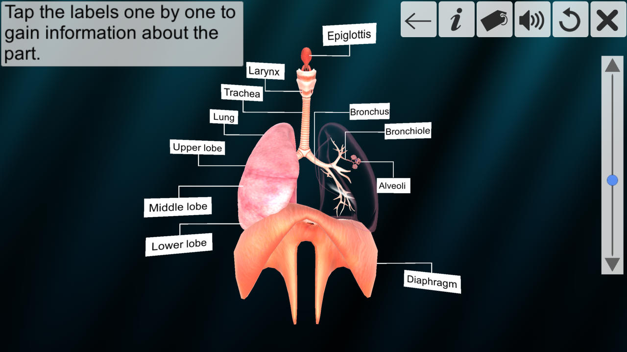 Incredible human body system - App on Amazon Appstore