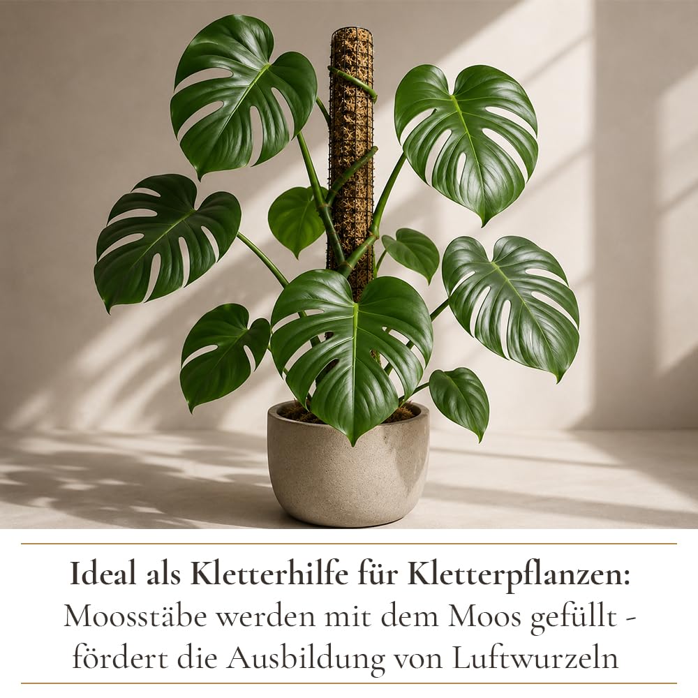Sphagnum Moos 5Kg, ca. 400L – Premium Orchideenmoos & Pflanzensubstrat | Stark wasserspeichernd, Torfmoos, Für Orchideen, Monstera, Anthurium, Für Stecklinge & Terrarium, Für Zimmerpflanzen