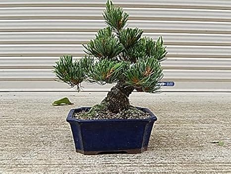 送料無料 新品 1401 盆栽 父の日ギフト 五葉松 盆栽 苔玉 Transparenciacorporativa Org Br