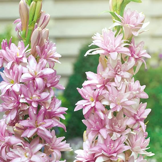 Amazon Co Jp チューベローズ ピンクレディー4号ポット 1個売り 品種で選べる花苗 球根植物 学名 Polianthes Tuberosa リュウゼツラン キジカクシ 科ゲッカコウ属 非耐寒性球根植物 原産地 メキシコ 別名 チュベローズ ツベローズ 月下香 ゲッカコウ 夜来香