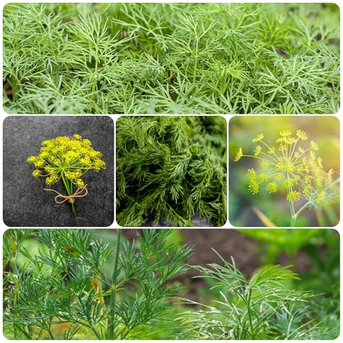 semi di aneto resistente - Balcone biologici Giardino 250pcs