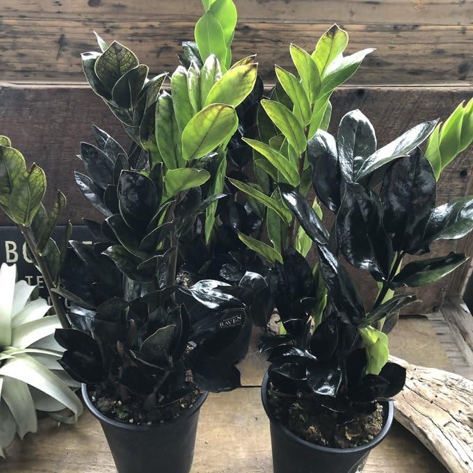 Amazon｜レイヴン 4.5号 黒い観葉植物 ザミオクルカス｜観葉植物