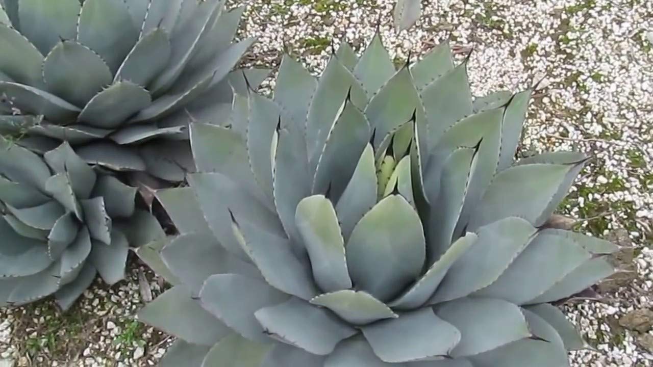 アガベ　パリー　ボーダーガード Agave parryi 'Border Guard' 243 アガベパリー ボーダーガード Agave