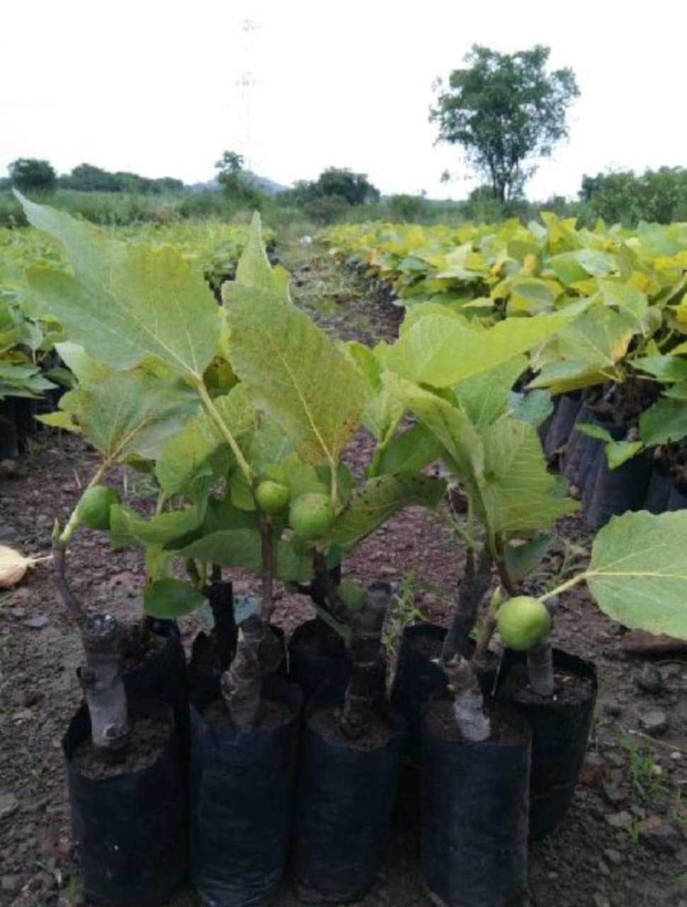 Greenursery Live Anjeer Turkey Fig Plant Common Ficus Tree Carica Edible Bearing Fruit Species Cultivar Mediterranean Turkish dwarf Rare Plastic Pot (B0CRH1JTL2) Amazon Price History, Amazon Price Tracker